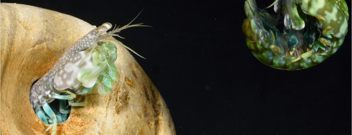 mantis shrimp fighting and using the telson as a shield